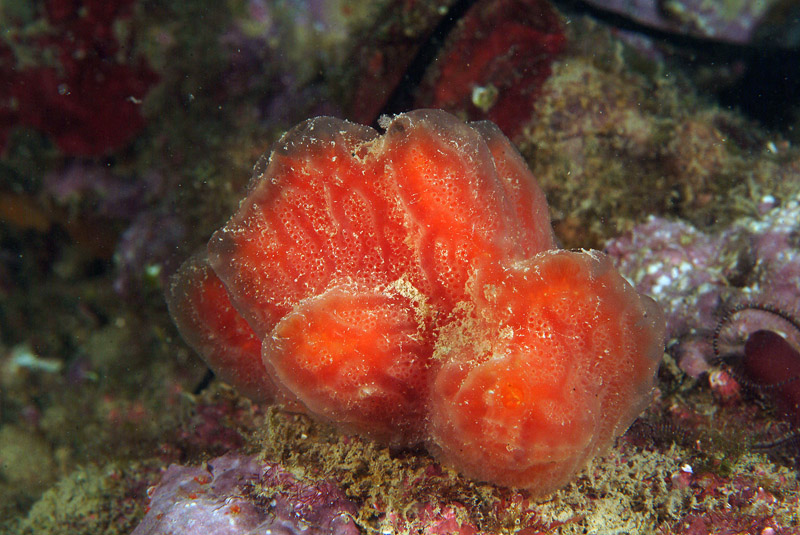 Aplidium sp.